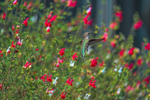 A Humming Bird Flying Near Red Flowers