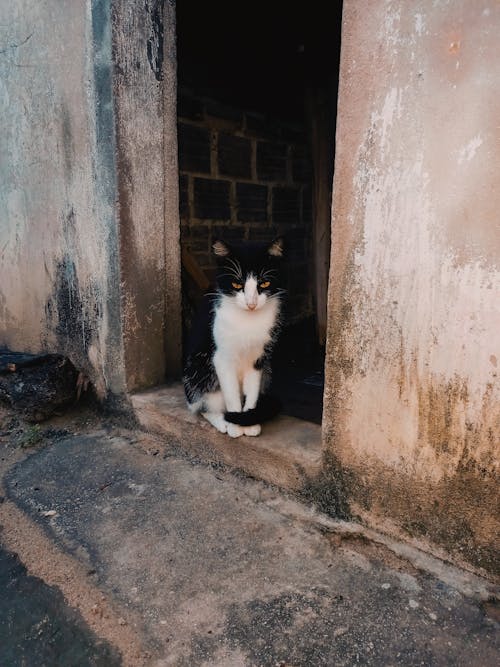 Free A Tuxedo Cat Sitting  Stock Photo
