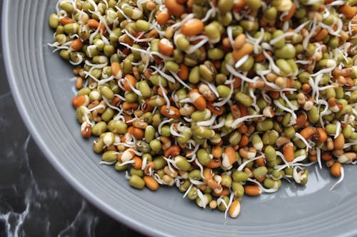 Free Close-Up Shot of Bean Sprouts Stock Photo