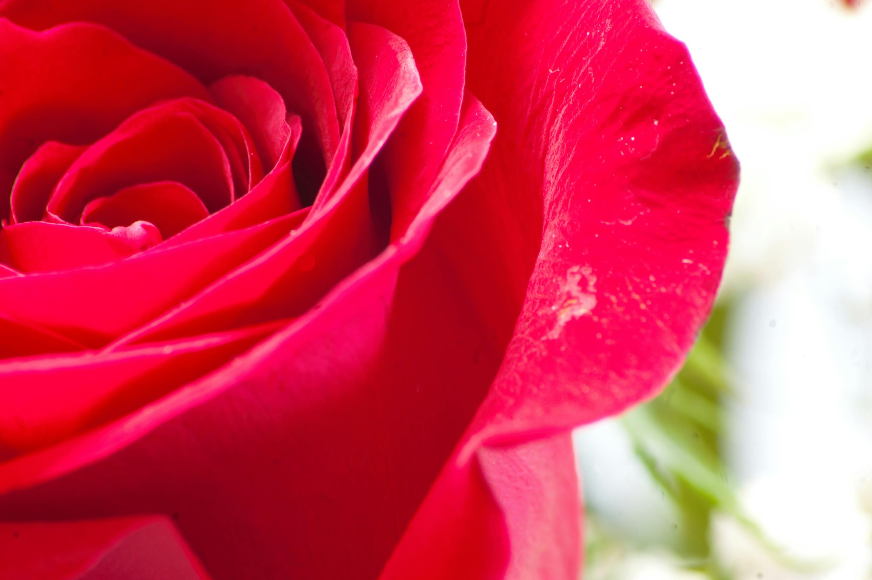 美しい花 赤いバラの無料の写真素材