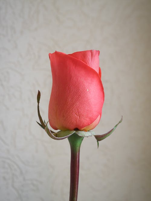 Free Close-Up Shot of a Pink Rose Stock Photo