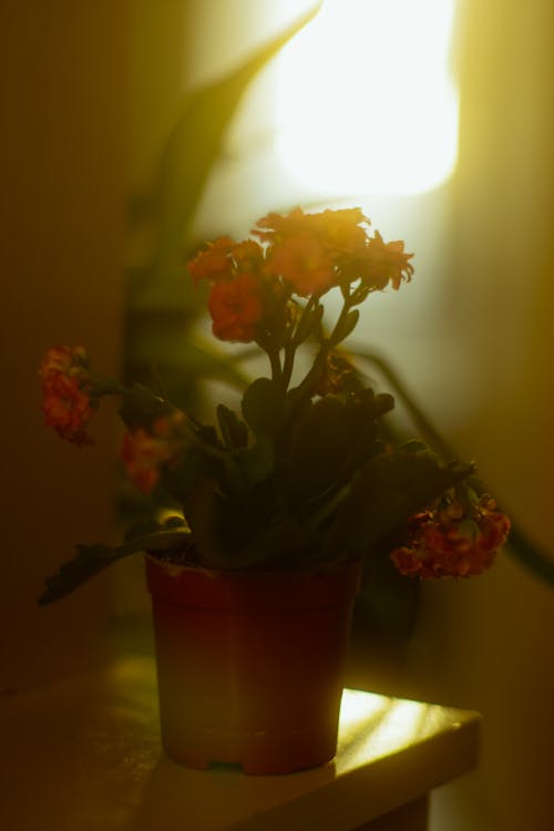 Free Close-Up Shot of Flowers in a Pot Stock Photo