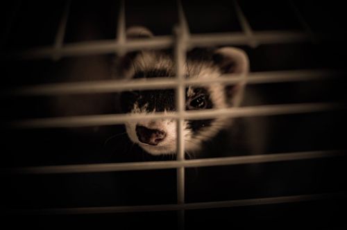 Free stock photo of animal, animal wallpaper, beautiful Stock Photo