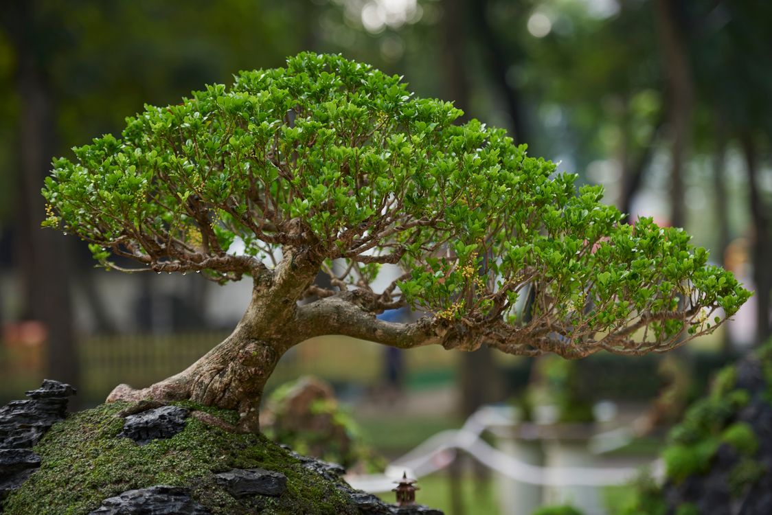 Kostenloses Foto zum Thema: akribisch, ste, sthetisch, ausfhrlich,  ausgewogen, baum, baumpflege, beruhigend, bltter, bonsai, bonsai baum,  bonsai pflege, botanisch, botanischer garten, drauen, friedlich, garten,  gartenbau, gartenkunst, gelassenheit ...
