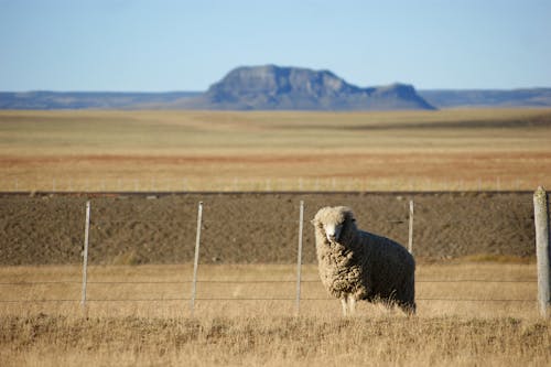 Sheep on Brown Grass Field
