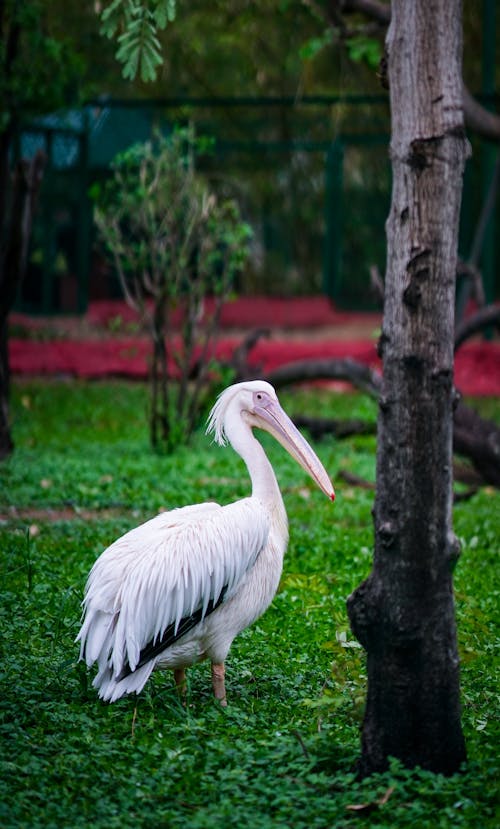 Fotobanka s bezplatnými fotkami na tému divočina, exteriéry, pelikán