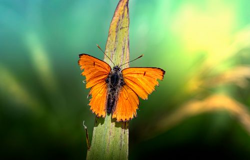 Free Close-up of a Large Copper butterfly on a leaf with a blurred background. Stock Photo