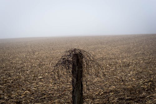 Безкоштовне стокове фото на тему «Деревина, кукурудзяне поле, нива»