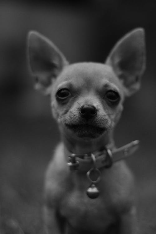 Grayscale Photo of a Chihuahua Dog