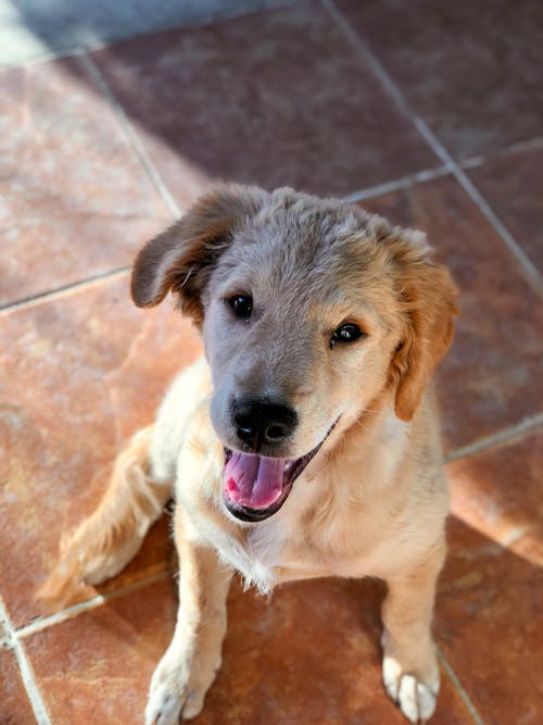 Foto stok gratis anak anjing, anak anjing yang lucu, anjing