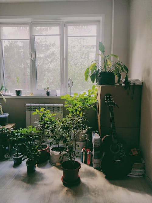 Domestic Room Full of Houseplants 