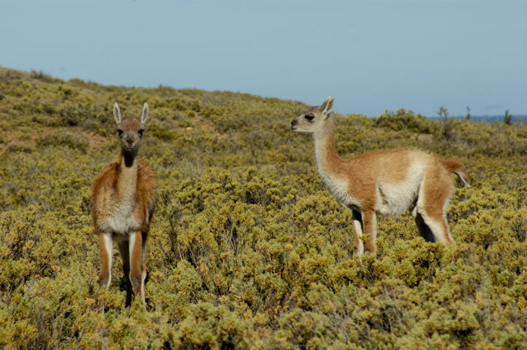  Guanacos On Green Plants