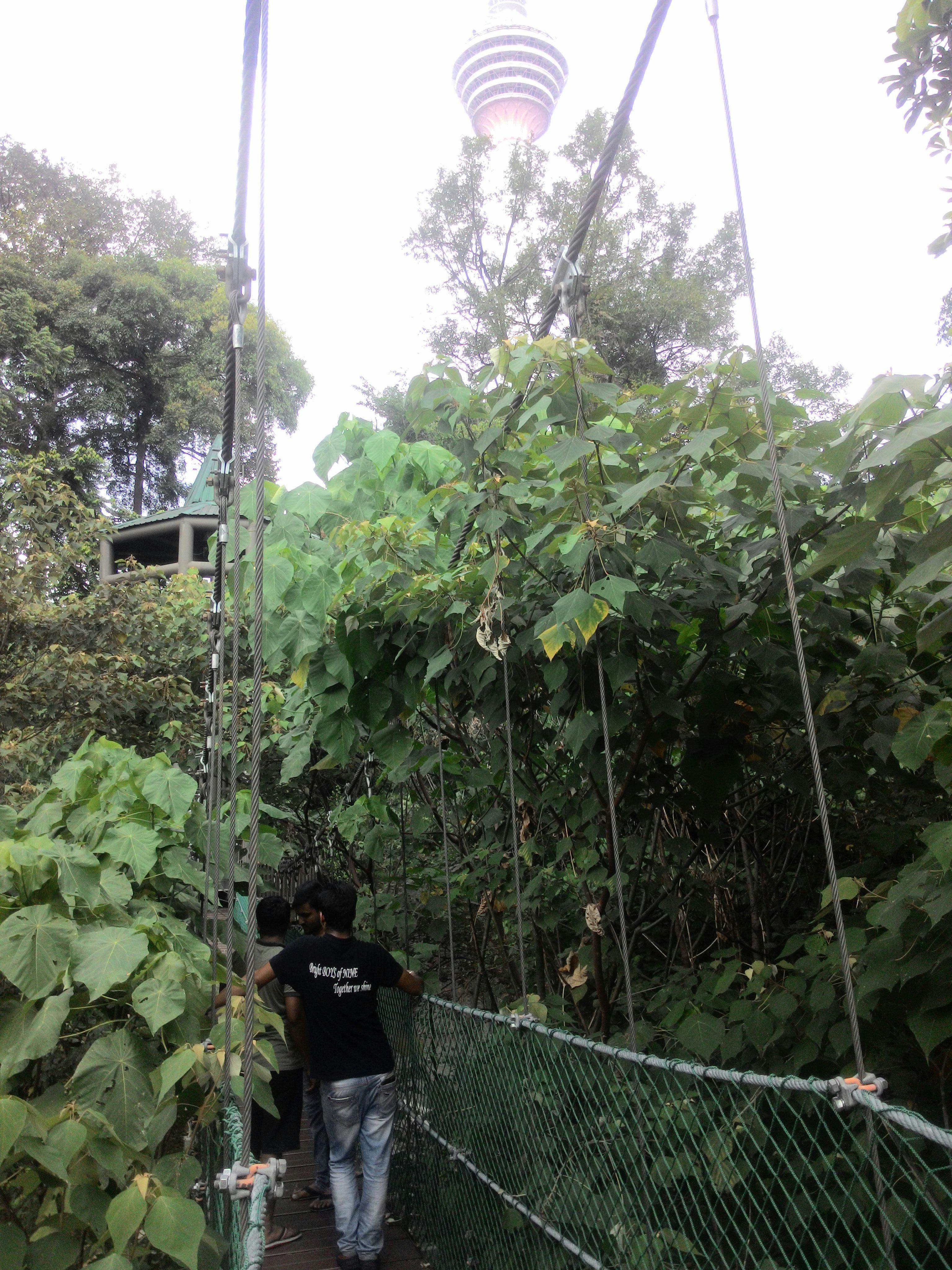 Free stock photo of Kl eco park