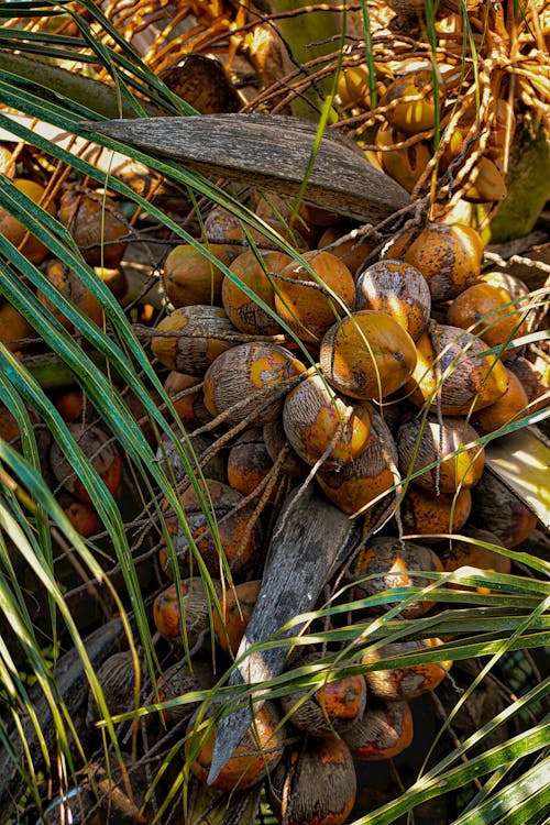 Ilmainen kuvapankkikuva tunnisteilla eksoottinen, hedelmä, kookospähkinät Kuvapankkikuva