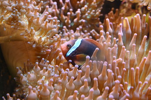 Kostenloses Stock Foto zu anemone, aquarium, clownsfisch