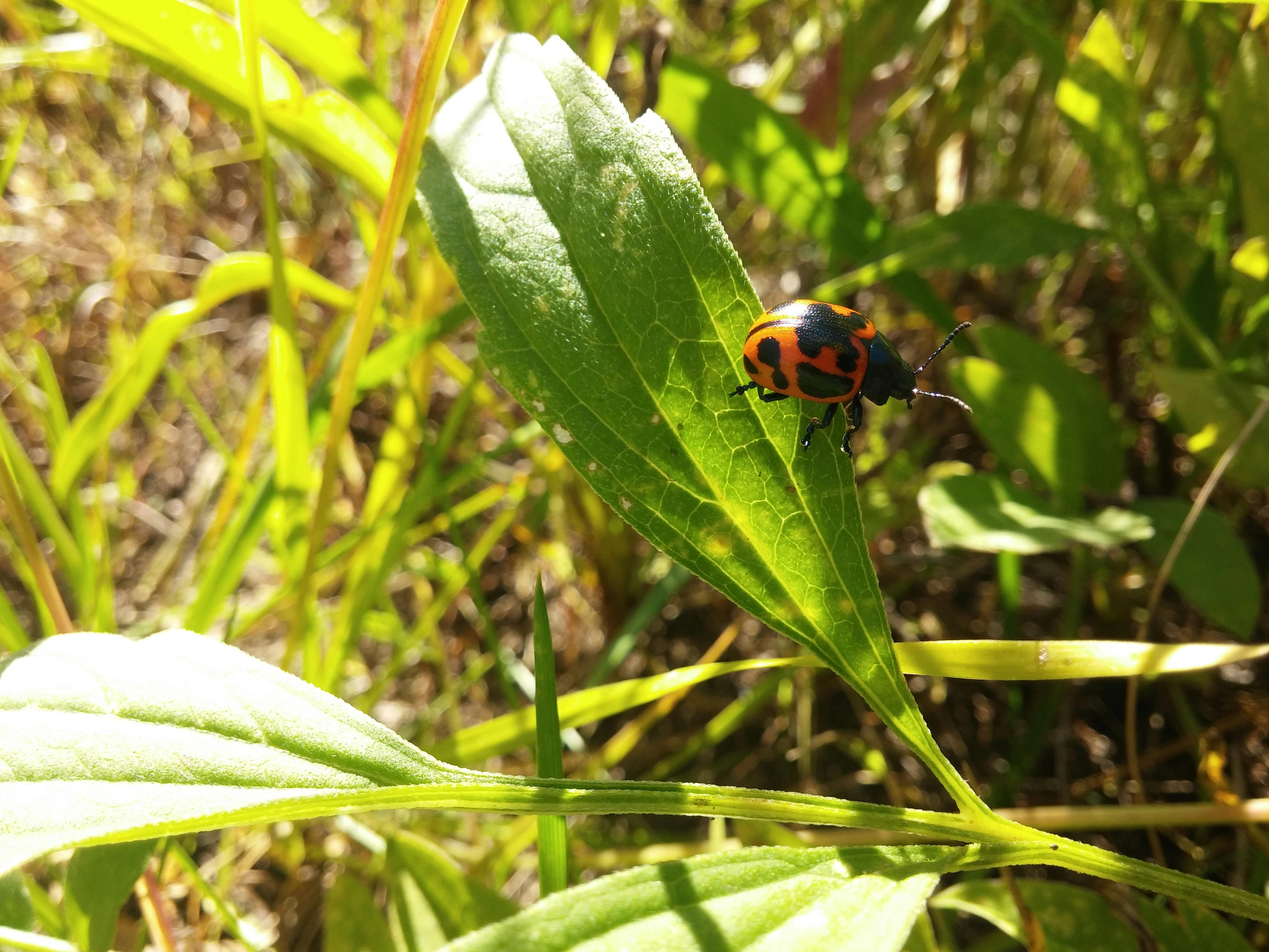 Free stock photo of big lady bug, insect, lady bug