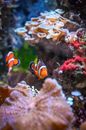 Orange and White Clown Fish