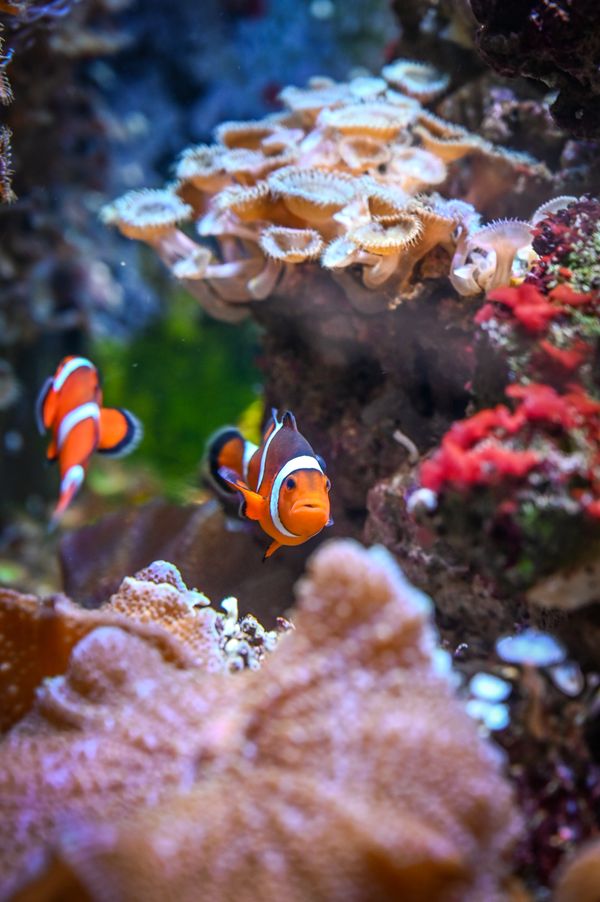 Clownfish in the store aquarium section