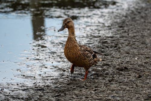 Brown Duck on Brown Soil Near Body of Water