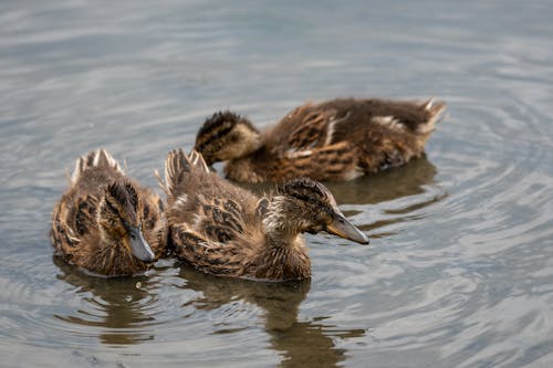 Brown Ducks on Water