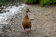 Brown Duck on the Mud