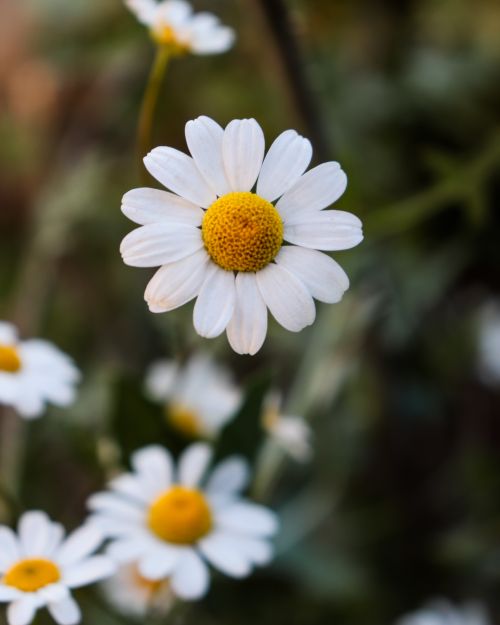 Free Detailed macro shot of white daisies with yellow centers blooming outdoors. Stock Photo