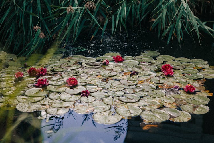 Round Leaves Floating On Water 