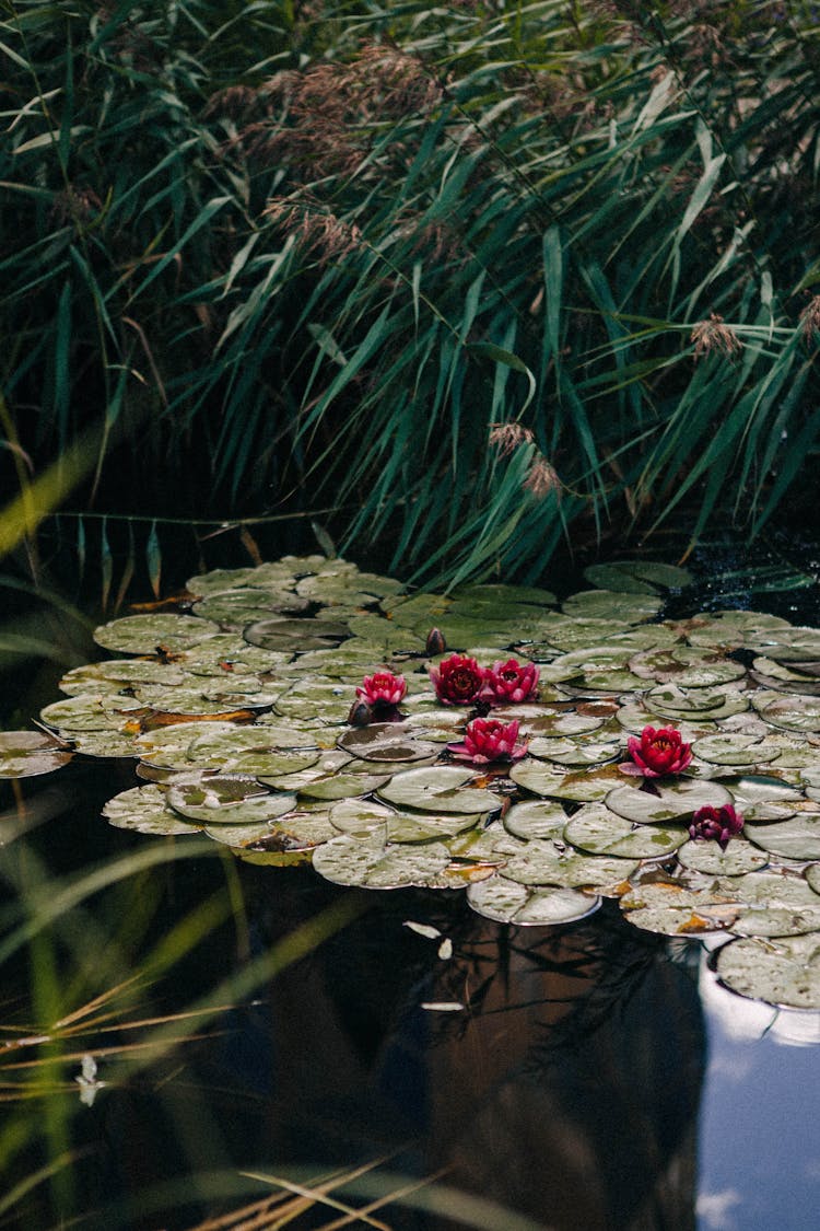 Water Lilies Near Rushes