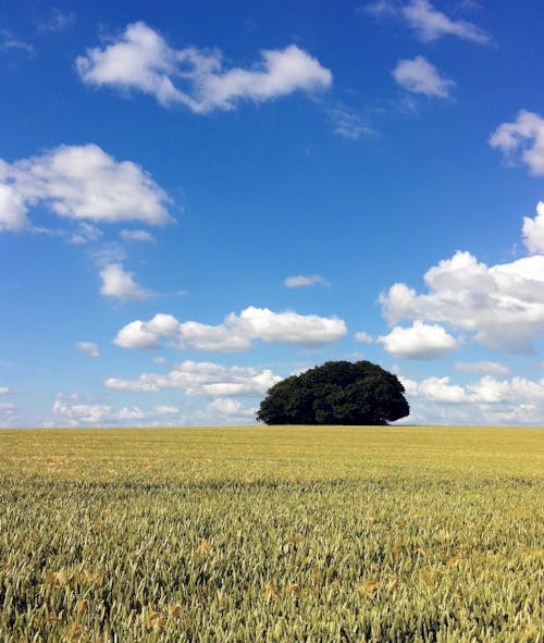 Groene Bladboom En Grasveld Onder Blauwe Lucht En Witte Wolken