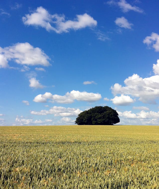 푸른 하늘과 흰 구름 아래 녹색 잎 나무와 잔디 필드
