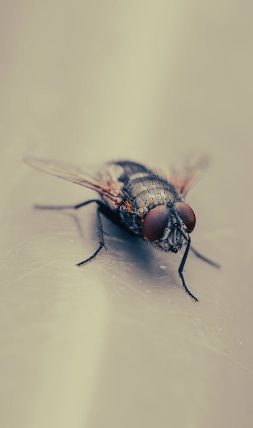 Macro Photoghraphy of a Fly 
