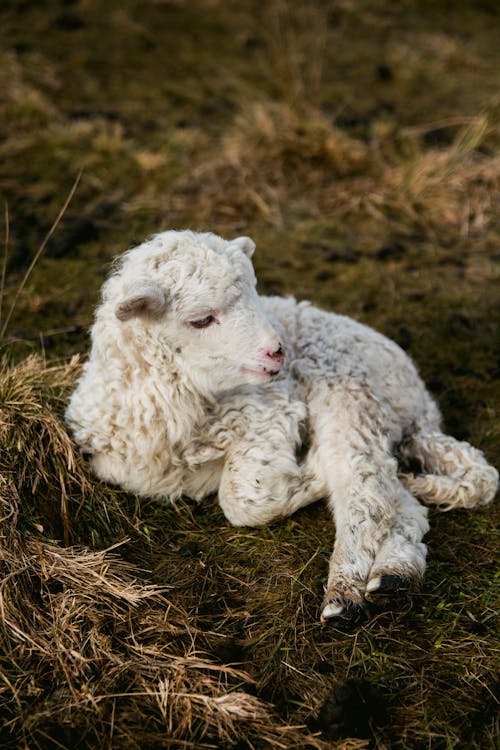 干し草の白い子羊の選択的な写真