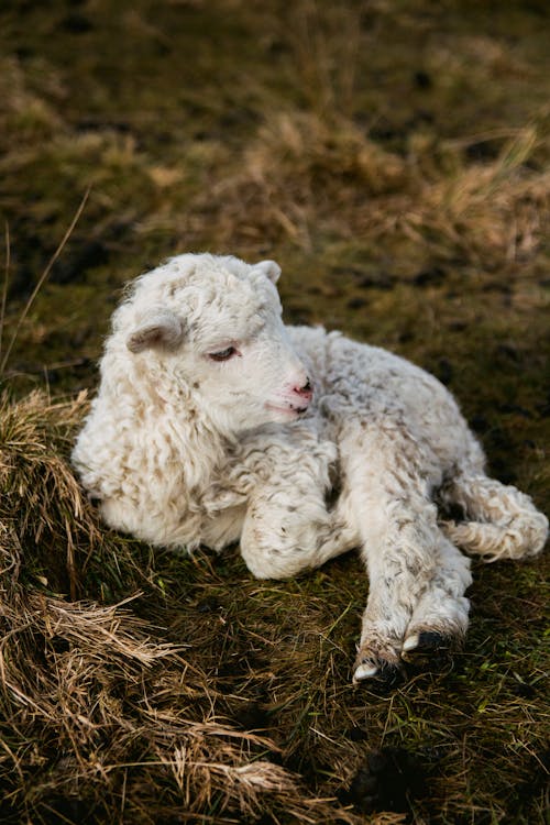 Selective Photography of White Lamb on Hay