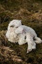 Selective Photography of White Lamb on Hay