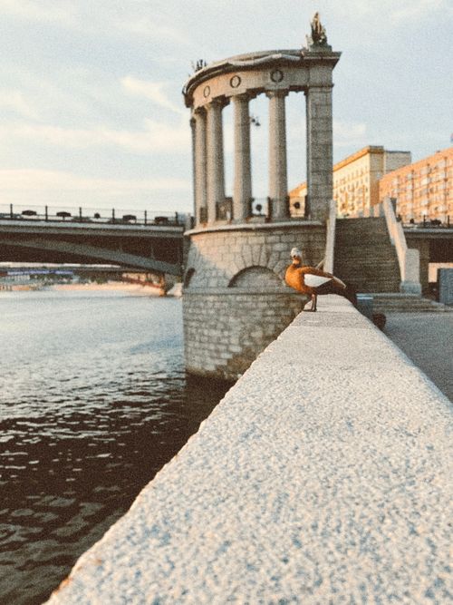 Free Bridge and architecture with a bird by the riverbank, perfect for urban-themed projects. Stock Photo