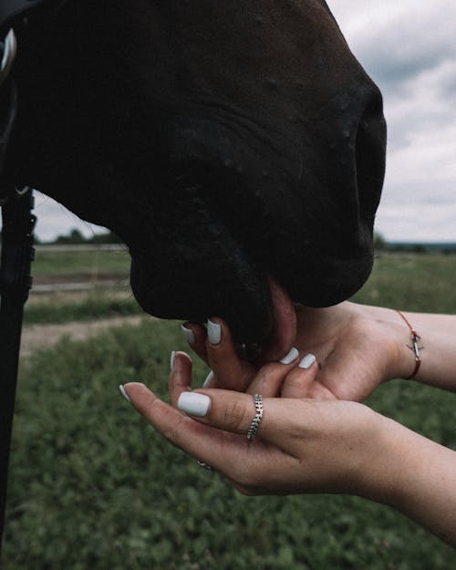 Gratis lagerfoto af dyr, hænder, hest