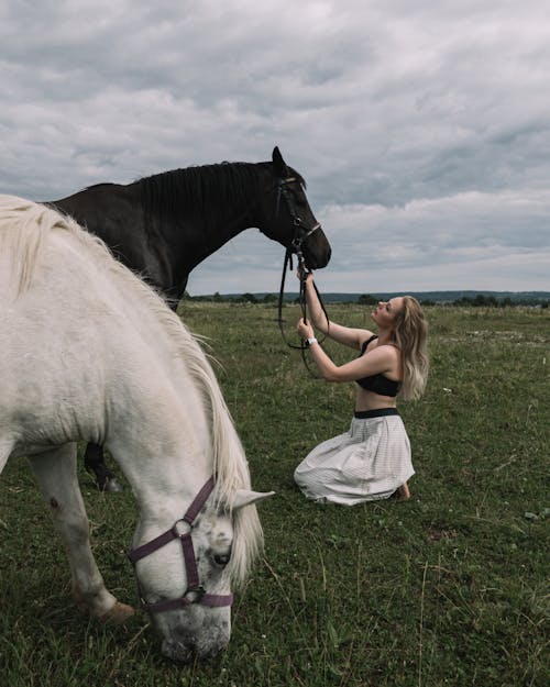 Foto profissional grátis de animais, campo, cavalos