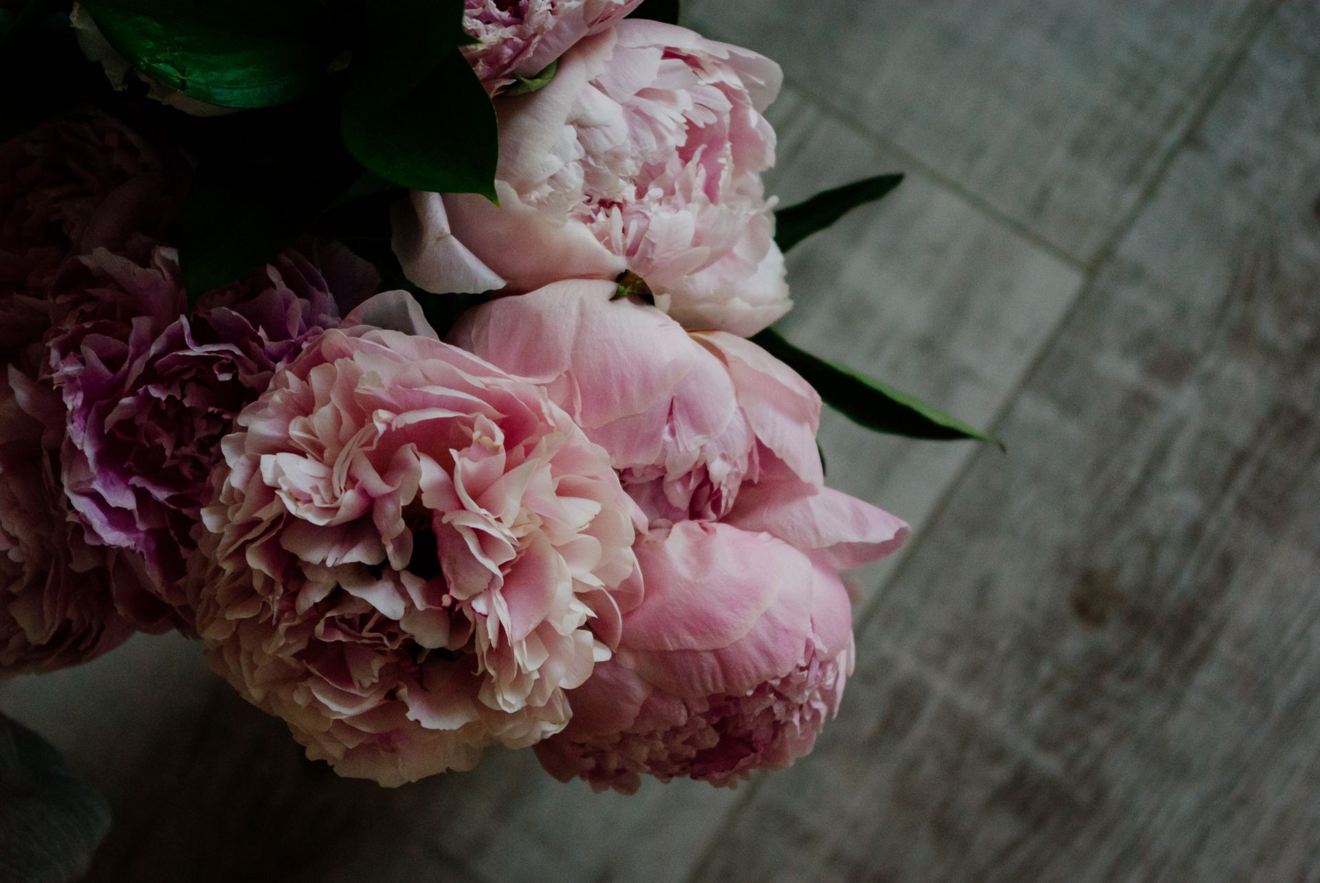 A detailed close-up of pink peony flowers in soft lighting, highlighting texture and color.