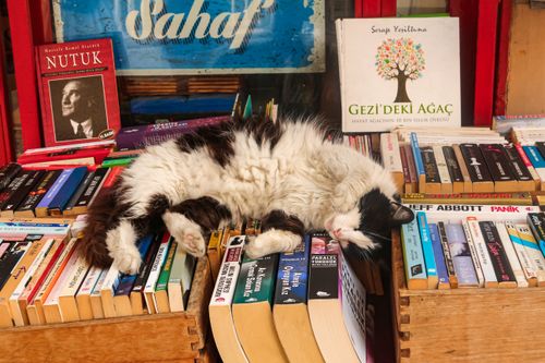 Free A fluffy cat peacefully sleeping on a pile of books in a cozy bookstore setting. Stock Photo