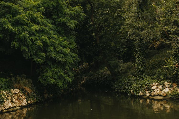 Lush Forest On Rocky River Banks