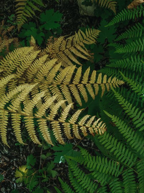 Free High angle shot of green and yellow fern leaves outdoors forming a natural pattern. Stock Photo