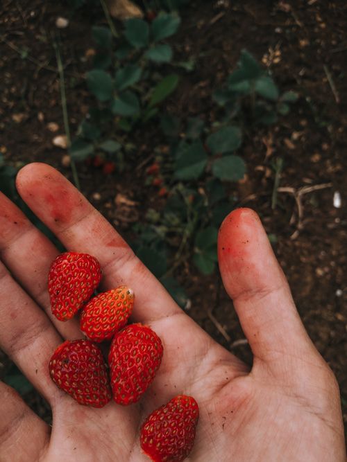 Free Close-up of a hand holding freshly picked ripe strawberries with soil in the background. Stock Photo