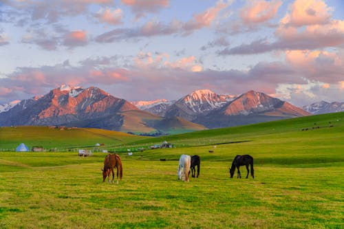Horses Eating Grass on Grassland