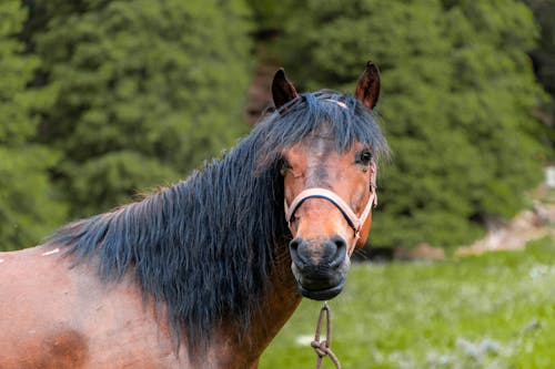 bezplatná Základová fotografie zdarma na téma detail, farma, hnědý kůň Základová fotografie