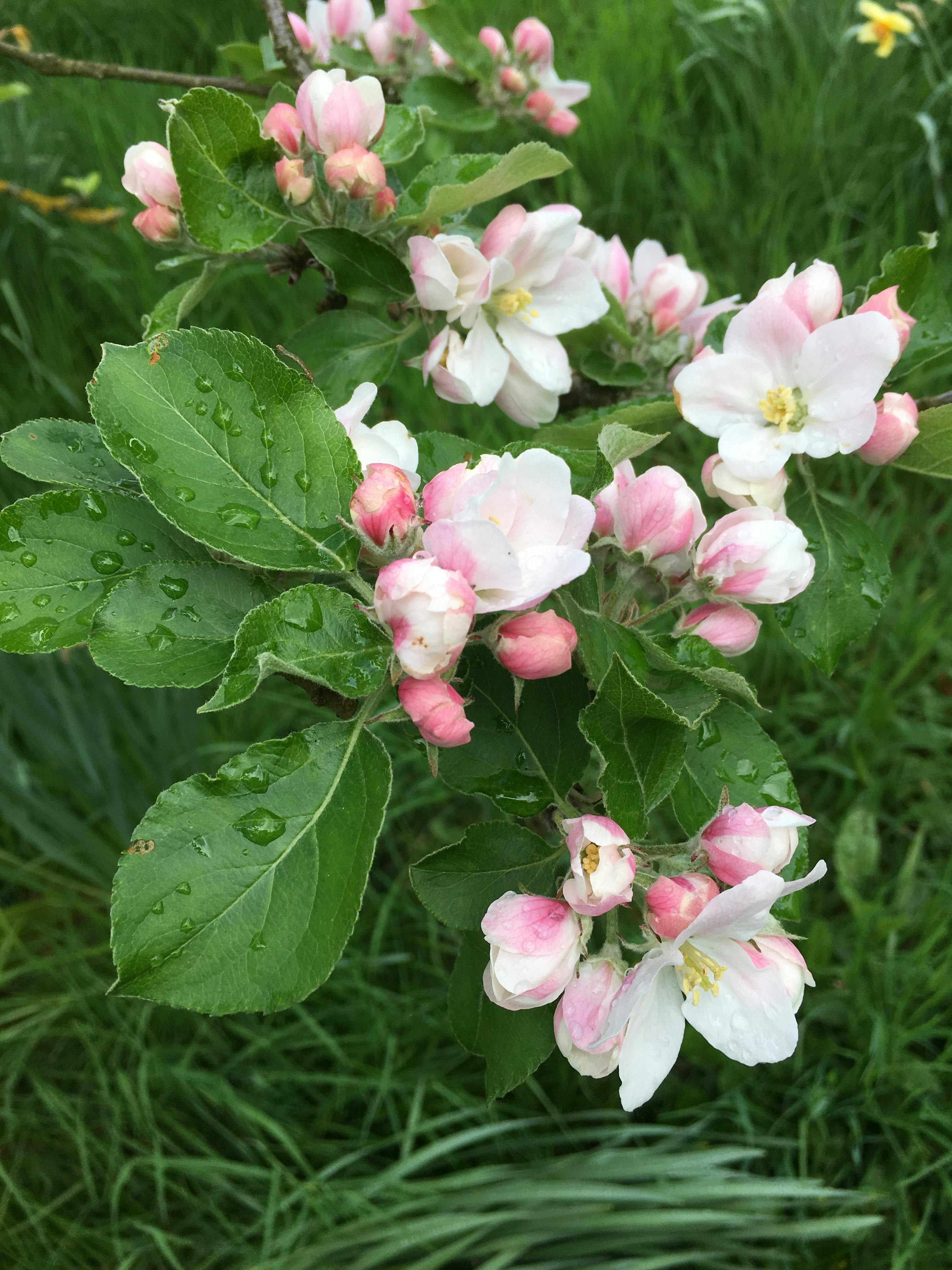 Free stock photo of apple blossom