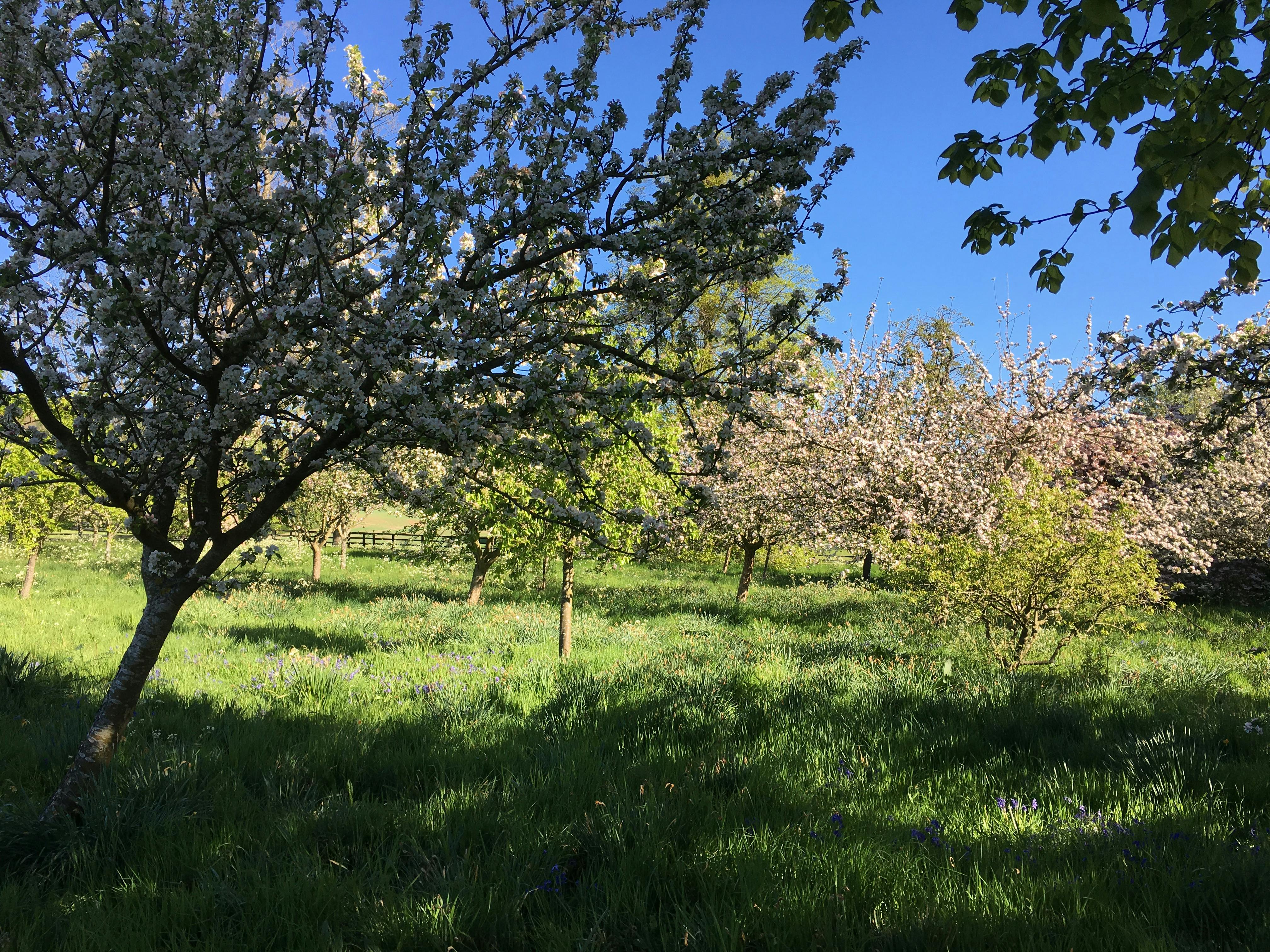 Free stock photo of Blossom in the apple orchard