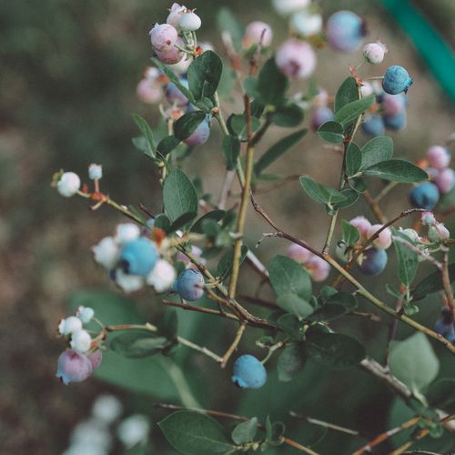 Free Close-up of a lush blueberry bush with vibrant berries in various stages of ripeness. Stock Photo