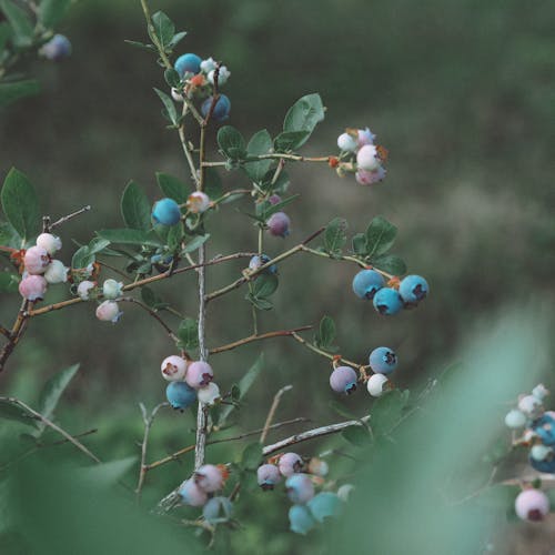 Free Close-Up Shot of Blueberries on a Tree Stock Photo