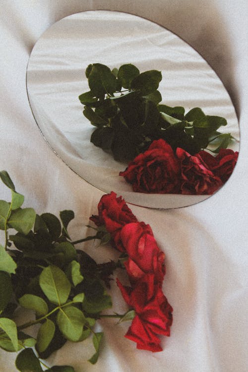 Free Close-Up Shot of Red Roses Stock Photo