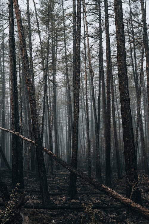 Foto profissional grátis de árvores, floresta, madeiras